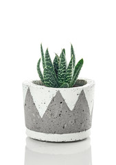 Dotted aloe plant in a handmade concrete pot