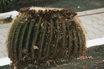 Cactus on desert