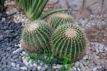 green cactus in the stone garden