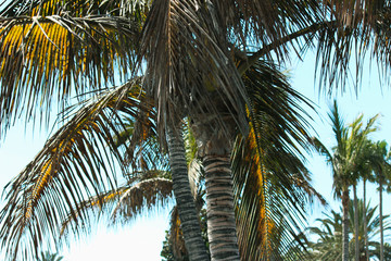 coconut palm
