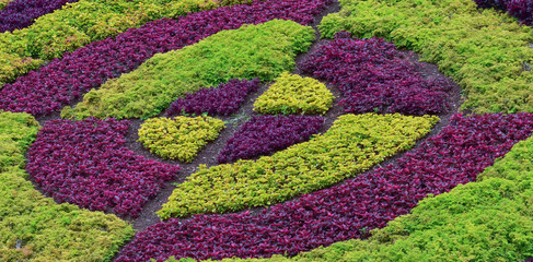 Green and violet plants in spring on Madeira island