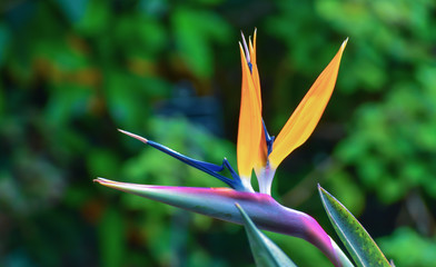 Fototapeta na wymiar Crane flower blooms on Madeira island