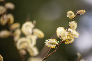 Obraz premium Frühling Deutschland