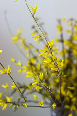 Forsythia bouquet in a crystal vase against the background of a light wall.