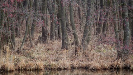 The reeds in the swamp