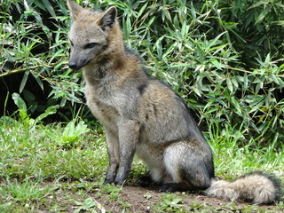 The Brazilian fox 
