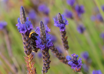 Bee collects nectar from a blue flower