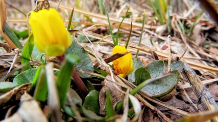 Spring flowers bloom
