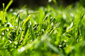 Green grass close-up