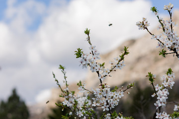 Almond blossoms in Crimea