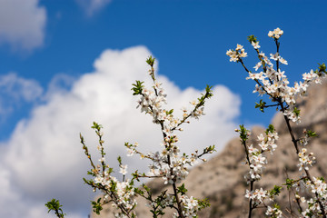 Almond blossoms in Crimea