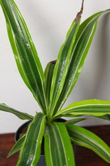 Dracaena deremensis  in a pot with dew freshness rain drop of water close up on a wooden table in the interior desighn of the room against a gray wall