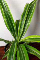 Dracaena deremensis in a pot with dew freshness rain drop of water close up on a wooden table in the interior design of the room against a gray wall