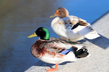 Deux canards bien différents