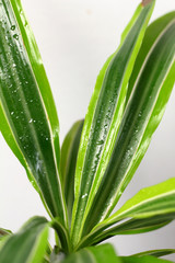 Dracaena deremensis  in a pot with dew freshness rain drop of water close up on a wooden table in the interior desighn of the room against a gray wall