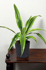 Dracaena deremensis in a pot with dew freshness rain drop of water close up on a wooden table in the interior design of the room against a gray wall