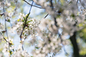 apple blossom in the garden. beautiful nature background in springtime. blurry orchard foreground. sunny weather. white petals