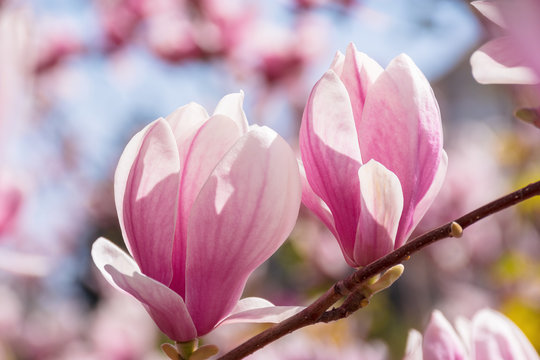 two pink magnolia buds on a twig. beautiful nature scenery in springtime. blurry garden background