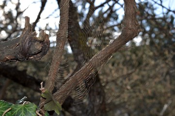 spider web on the tree
