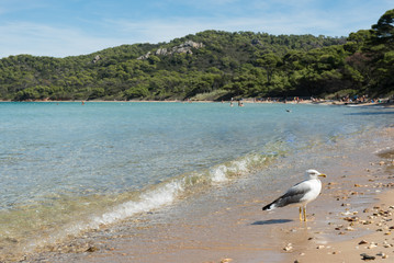 Fototapeta na wymiar Paradisiacal beach of Notre Dame, island of Porquerolles, in the south of France.