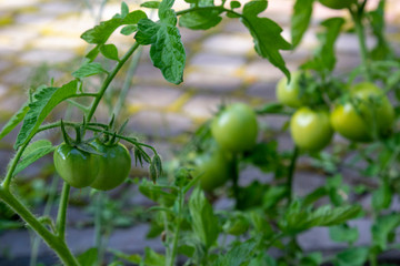 Fresh ripe green tomatoes in garden. Growing organic vegetables. Healthy food, raw vegan healthy food.