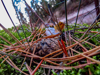 Autumn landscapes of nature
