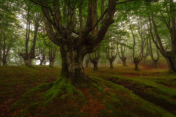 Beech forest in natural Gorbea park in Euskadi