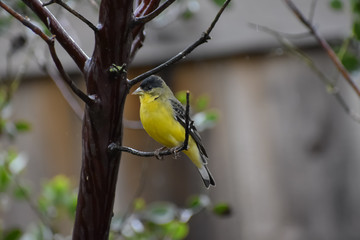 Small Bird perched on the branch of a Manzsnita Bush.