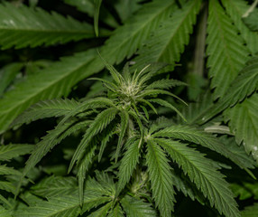 Afghan kush special variety of marijuana with young bloom