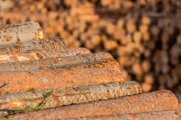 Piles of pine and larch logs prepared for export. The concept of felling and destruction of world forest reserves.