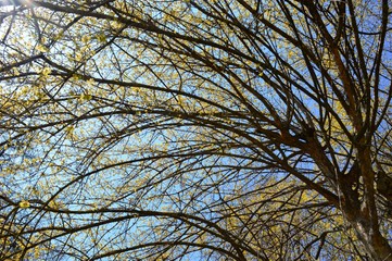 yellow flowers on the tree
