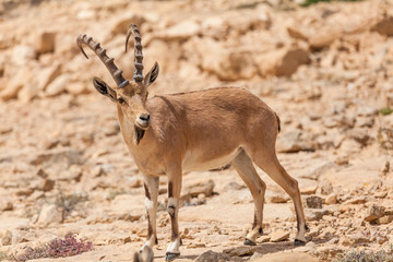 Nice view of Nubian ibex goat
