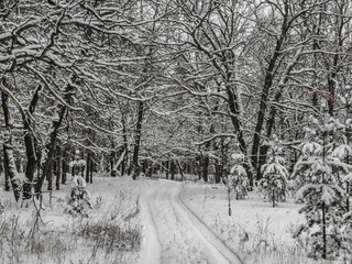 Winter landscapes of trees in the forest