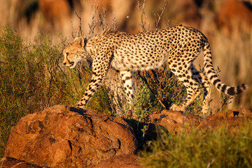 Cheetah between the rocks in the last sunlight  in the Tiger Canyons Game Reserve in South Africa