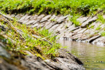 Brook in spring shot with shallow depth of field, Poland