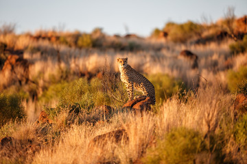 Cheetah between the rocks in the last sunlight  in the Tiger Canyons Game Reserve in South Africa