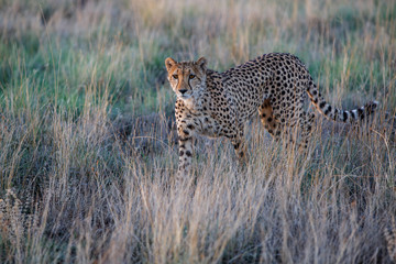 Cheetah hunting in the last light of the day in the Tiger Canyons Game Reserve in South Africa