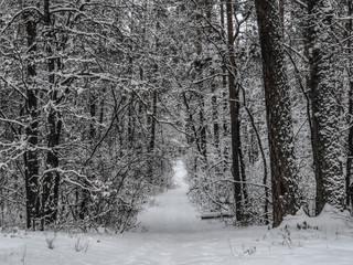 Winter landscapes of trees in the forest