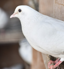 white pigeon