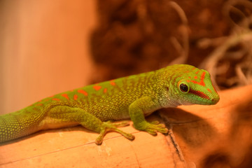 madagascar gekko
