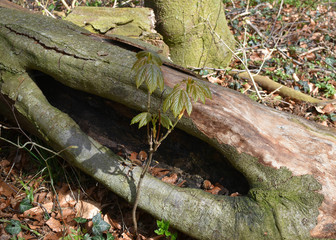 Sprout of beech in spring. It grows next to the dead tree.