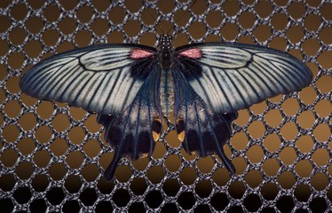 Grey Butterfly