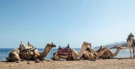 caravan lying camels in desert of Egypt Dahab Blue Hole South Sinai
