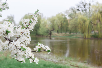 Obraz na płótnie Canvas Branches of blossoming tree. River background