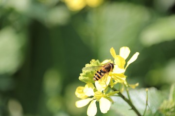 Abeille