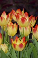 Yellow and Red Tulips
