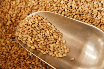 Spoon with wheat, close-up