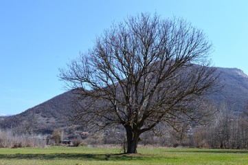 a spring landscape in the village