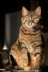 Fototapeta na wymiar Frontal view of cat