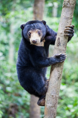 Sun bear, Helarctos malayanus, the smallest bear in the world, the sun bear native to the rainforests of South east Asia, a very talented tree climber. Borneo. Malaysia.